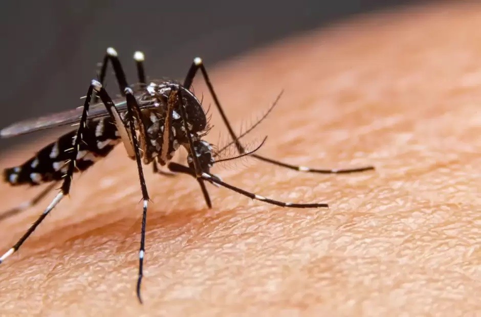 Dengue: En la última semana, en Catamarca se detectaron 602 nuevos casos