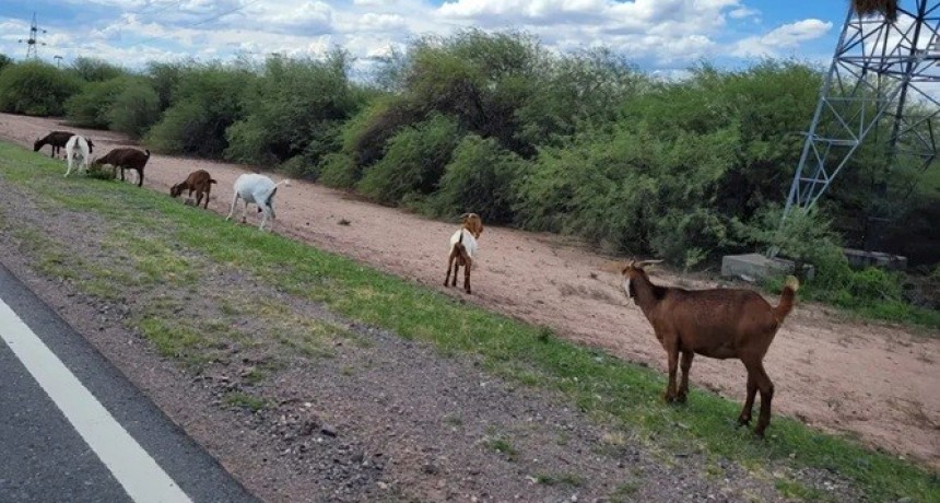 Capayán: transitar con precaución por presencia de animales sueltos en Ruta 60