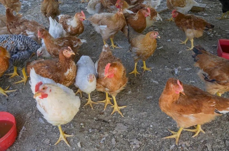 Esta semana el precio del pollo fresco y huevos aumentó un 35 por ciento