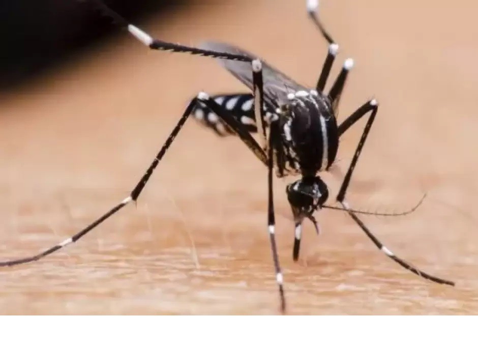 En medio de ola de casos, Tucumán confirmó la primera muerte por dengue