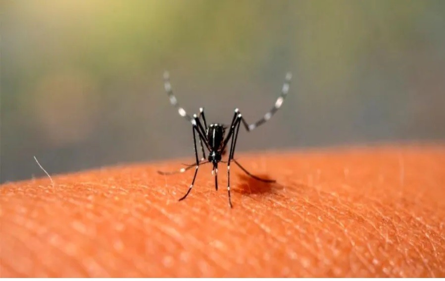 En pleno brote histórico de dengue, el Gobierno reúne a los 24 ministros de Salud