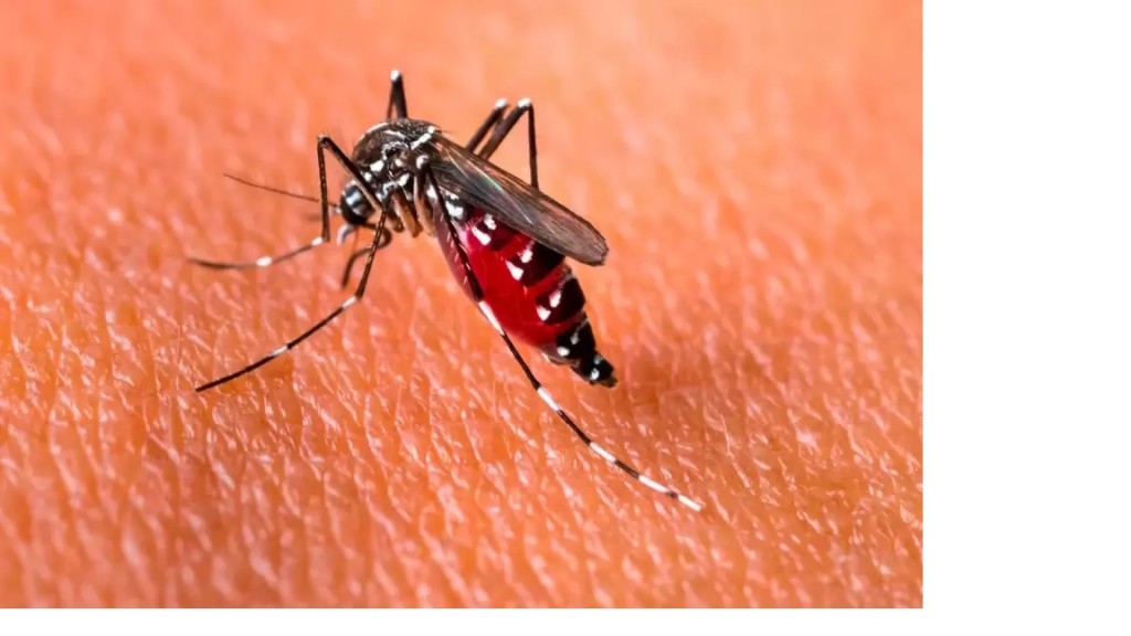 Cuáles son las cepas de dengue y chikunguña que circulan en la Argentina