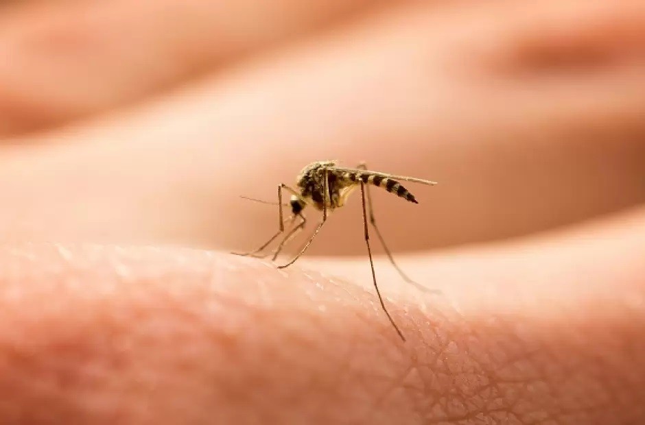 El brote de dengue no da tregua: Argentina registró 230 mil casos y 161 muertos