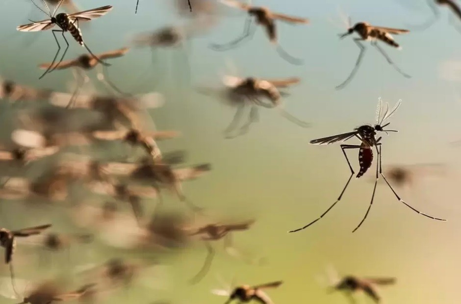 Leve aumento del dengue: se registraron casi 800 casos y no se reportaron nuevos decesos