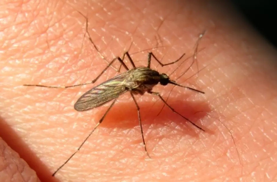 Dengue: Bajaron los casos, pero las muertes ascienden a 36