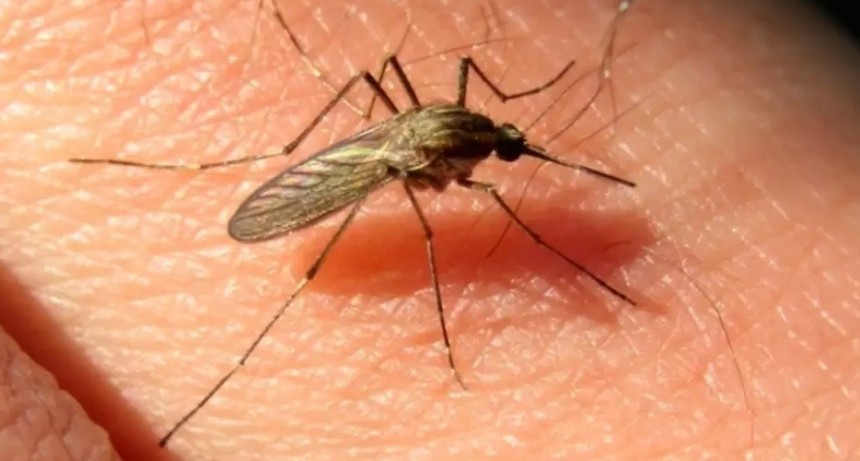 Dengue: Bajaron los casos, pero las muertes ascienden a 36