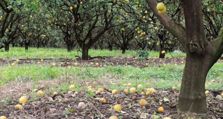 Economías regionales vs. planes sociales: se pudrieron millones de kilos de cítricos por falta de trabajadores