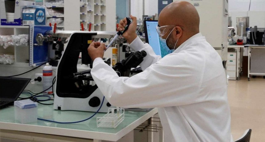 Cómo funciona el mecanismo argentino basado en el estudio de una célula que sería clave para eliminar el coronavirus