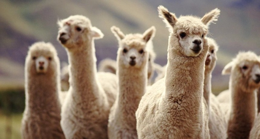 Por qué las llamas podrían ser la clave para prevenir futuras variantes del COVID-19